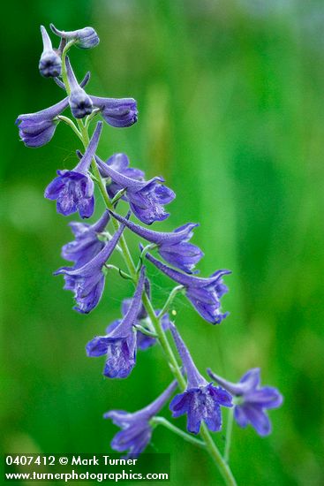 Delphinium nuttallii