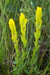 Castilleja levisecta