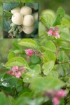 Symphoricarpos albus