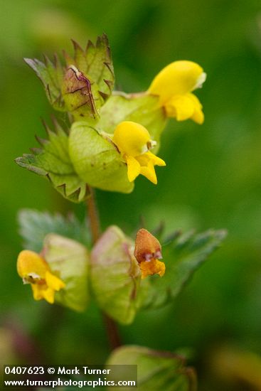 Rhinanthus minor ssp. minor