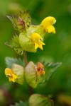 Rhinanthus minor ssp. minor