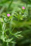 Geranium dissectum