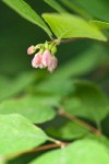 Creeping Snowberry blossoms & foliage