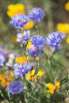 Centaurea cyanus