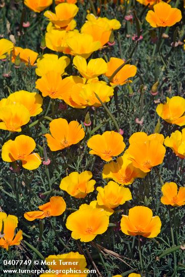 Eschscholzia californica