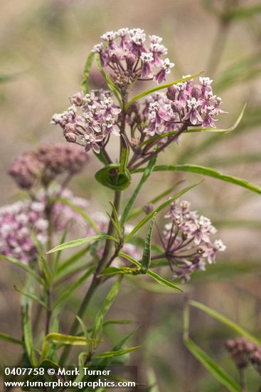 Asclepias fascicularis