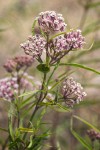 Asclepias fascicularis