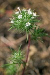Navarretia intertexta