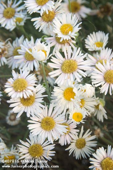 Erigeron divergens