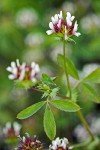 Few-flowered Clover blossoms & foliage