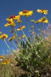 Gaillardia aristata