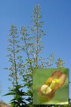 Mad-dog Skullcap against blue sky