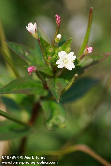 Epilobium ciliatum ssp. ciliatum