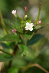 Epilobium ciliatum ssp. ciliatum