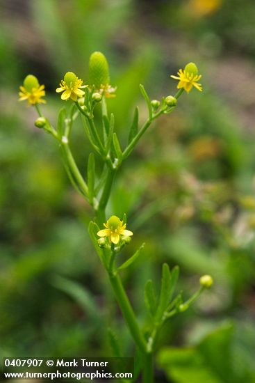 Ranunculus sceleratus