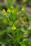 Celery-leaf Buttercup