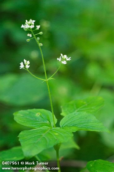 Circaea alpina