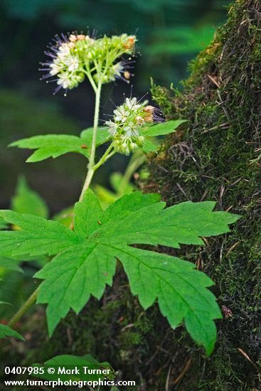 Hydrophyllum tenuipes