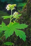 Pacific Waterleaf