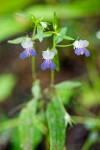 Collinsia rattanii