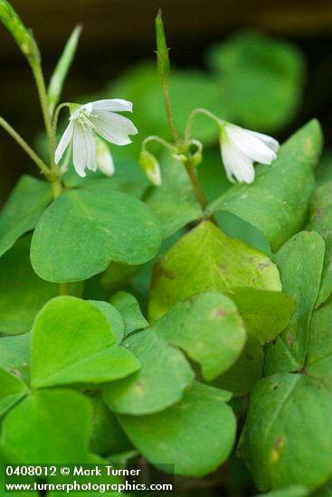 Oxalis trilliifolia