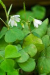 Trillium-leaved Sorrel