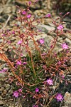 Lewisia leana