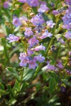 Azure Penstemon blossoms & foliage