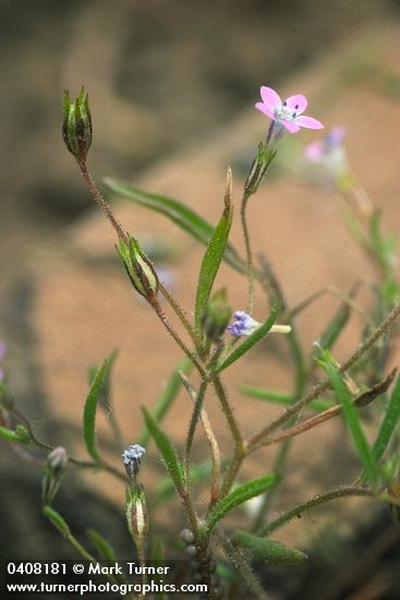 Gilia capillaris