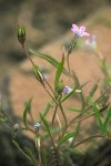 Miniature Gilia blossom & foliage