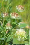 Cup Clover blossoms & foliage