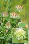 Trifolium cyathiferum