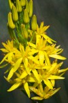 California Bog Asphodel blossoms detail