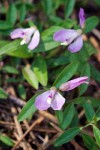 Polygala californica