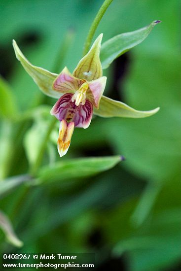 Epipactis gigantea