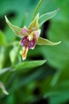 Epipactis gigantea