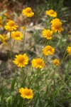 Bigelow's Sneezeweed