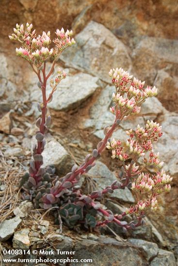 Sedum laxum ssp. heckneri