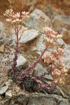 Sedum laxum