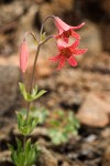 Bolander's Lily