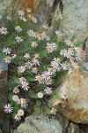 Erigeron breweri