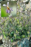 Shieldplant 