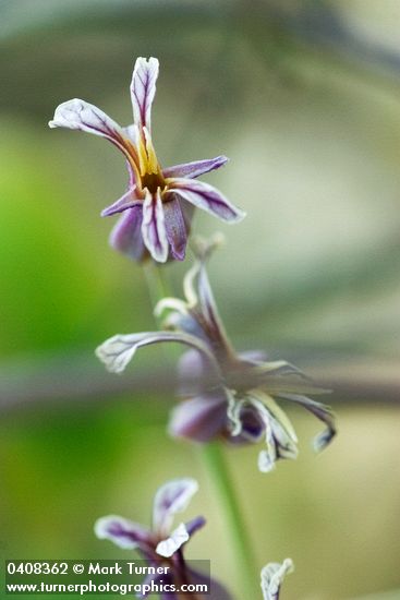 Streptanthus tortuosus var. suffrutescens