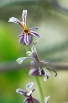 Shieldplant  blossoms detail