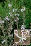 Chlorogalum pomeridianum