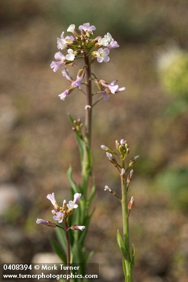 Arabis hirsuta