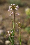 Hairy Rockcress blossoms