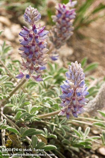 Lupinus aridus ssp. ashlandensis