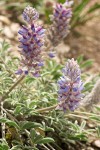 Lupinus lepidus var. ashlandensis