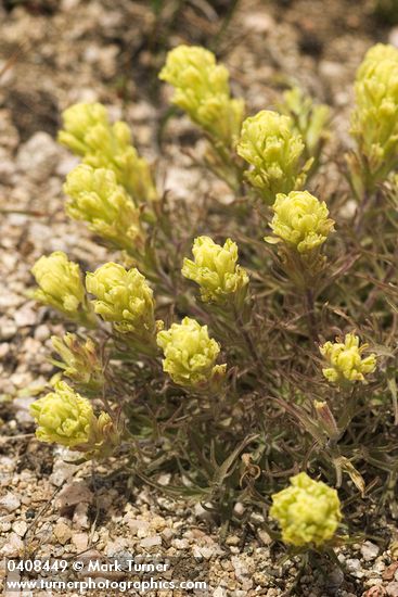 Castilleja arachnoidea